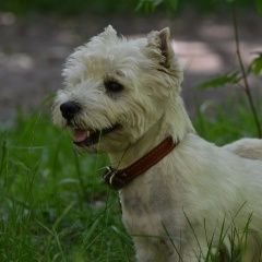 Подробнее об объявлении «Санкт-Петербург Пропала собака кобель» Фото: пропала собака Вест хайленд уайт терьер «Санкт-Петербург Пропала собака кобель» в г. Санкт-Петербург