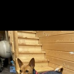 Подробнее об объявлении «Пропала собака Санкт-Петербург» Фото: пропала собака Басенджи «Пропала собака Санкт-Петербург» в г. Санкт-Петербург