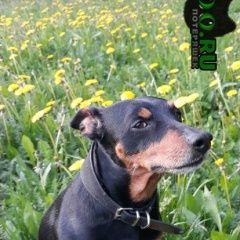 Подробнее об объявлении «Витебск Пропала собака 19 мая 2020 года, цвергпинчер» Фото: пропала собака  «Витебск Пропала собака 19 мая 2020 года,...» в г. Витебск