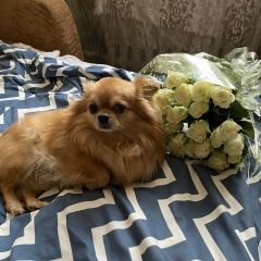 Подробнее об объявлении «Кшенский Пропала собака кобель» Фото: пропала собака Чихуахуа «Кшенский Пропала собака кобель» в г. Кшенский