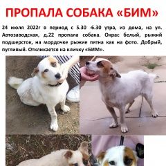 Подробнее об объявлении «Волгоград Пропала собака кобель ворошиловский район, дар-гора, 24 июля» Фото: пропала собака  «Волгоград Пропала собака кобель ворошиловский...» в г. Волгоград