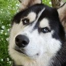 Подробнее об объявлении «Люберцы Пропала собака кобель» Фото: пропала собака  «Люберцы Пропала собака кобель» в г. Люберцы