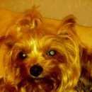 Подробнее об объявлении «Пропала собака в автозаводском районе Нижний Новгород» Фото: пропала собака Йоркширский терьер «Пропала собака в автозаводском районе Нижний...» в г. Нижний Новгород