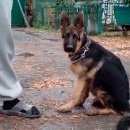 Подробнее об объявлении «Новосибирск Пропала собака кобель» Фото: пропала собака Немецкая овчарка «Новосибирск Пропала собака кобель» в г. Новосибирск