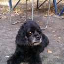 Подробнее об объявлении «Тюмень Пропала собака кобель» Фото: пропала собака Американский кокер-спаниель «Тюмень Пропала собака кобель» в г. Тюмень