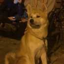 Подробнее об объявлении «Белгород Пропала собака кобель акита-ину (как хатико или юмэ у путина)» Фото: пропала собака Акита-ину «Белгород Пропала собака кобель акита-ину (как...» в г. Белгород