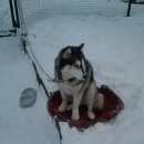 Подробнее об объявлении «Тосно Пропала собака» Фото: пропала собака  «Тосно Пропала собака» в г. Тосно