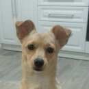 Подробнее об объявлении «Пропала собака кобелек Белово» Фото: пропала собака  «Пропала собака кобелек Белово» в г. Белово