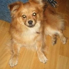 Подробнее об объявлении «Балаково Пропала собака» Фото: пропала собака  «Балаково Пропала собака» в г. Балаково