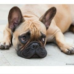 Подробнее об объявлении «Пропала собака помогите пожалуйста Красный Сулин» Фото: пропала собака Французский бульдог «Пропала собака помогите пожалуйста Красный Сулин» в г. Красный Сулин
