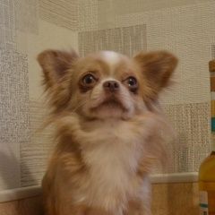 Подробнее об объявлении «Пропала собака кобель кремовый кобель чихуа Санкт-Петербург» Фото: пропала собака Чихуахуа «Пропала собака кобель кремовый кобель чихуа...» в г. Санкт-Петербург