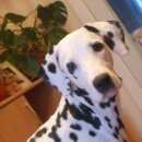 Подробнее об объявлении «Челябинск Пропала собака» Фото: пропала собака  «Челябинск Пропала собака» в г. Челябинск