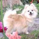 Подробнее об объявлении «Тула Пропала собака» Фото: пропала собака Немецкий шпиц «Тула Пропала собака» в г. Тула