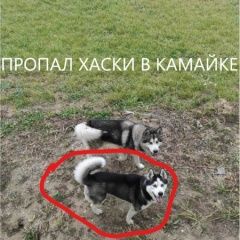 Подробнее об объявлении «Пенза Пропала собака кобель хаски» Фото: пропала собака Сибирская хаски «Пенза Пропала собака кобель хаски» в г. Пенза