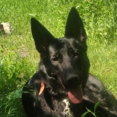 Подробнее об объявлении «Пропала собака помогите найти собаку тел. Алчевск» Фото: пропала собака Немецкая овчарка «Пропала собака помогите найти собаку тел. Алчевск» в г. Алчевск