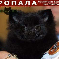 Подробнее об объявлении «Пропала собака Хабаровск» Фото: пропала собака Немецкий шпиц «Пропала собака Хабаровск» в г. Хабаровск