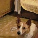 Подробнее об объявлении «Самара Пропала собака» Фото: пропала собака  «Самара Пропала собака» в г. Самара