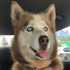 Подробнее об объявлении «Новочебоксарск Пропала собака кобель» Фото: пропала собака Сибирская хаски «Новочебоксарск Пропала собака кобель» в г. Новочебоксарск