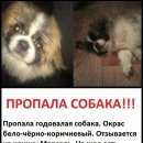 Подробнее об объявлении «Пропала собака кобель Брянск» Фото: пропала собака Пекинес «Пропала собака кобель Брянск» в г. Брянск