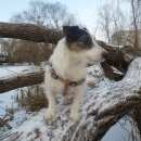 Подробнее об объявлении «Опалиха Пропала собака. джек-рассел» Фото: пропала собака Джек рассел терьер «Опалиха Пропала собака. джек-рассел» в г. Опалиха