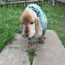 Подробнее об объявлении «Данилов Пропала собака» Фото: пропала собака Английский кокер-спаниель «Данилов Пропала собака» в г. Данилов