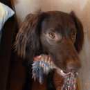 Подробнее об объявлении «Пропала собака кобель ирландский сеттер Санкт-Петербург» Фото: пропала собака Ирландский сеттер «Пропала собака кобель ирландский сеттер...» в г. Санкт-Петербург