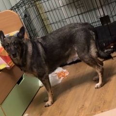 Подробнее об объявлении «Пропала собака продолжаем поиск и мо Москва» Фото: пропала собака  «Пропала собака продолжаем поиск и мо Москва» в г. Москва