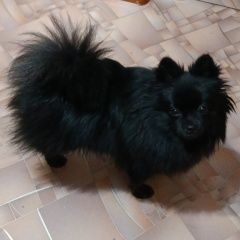 ����: ������� ������  ���������� ������� ������ ������ ����� � �. ���������