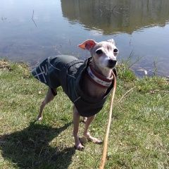 Подробнее об объявлении «Пропала собака левретка джессика Санкт-Петербург» Фото: пропала собака Левретка «Пропала собака левретка джессика Санкт-Петербург» в г. Санкт-Петербург