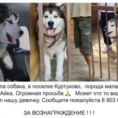 Подробнее об объявлении «Новокузнецк Пропала собака» Фото: пропала собака  «Новокузнецк Пропала собака» в г. Новокузнецк