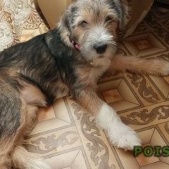 Подробнее об объявлении «Пропала собака Ангарск» Фото: пропала собака  «Пропала собака Ангарск» в г. Ангарск