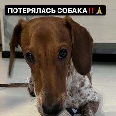 Подробнее об объявлении «Подольск Пропала собака кобель такса вознаграждение гарантировано» Фото: пропала собака Такса «Подольск Пропала собака кобель такса...» в г. Подольск