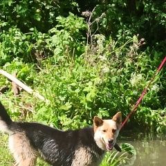 Подробнее об объявлении «Зарайск Пропала собака» Фото: пропала собака  «Зарайск Пропала собака» в г. Зарайск