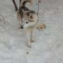 Подробнее об объявлении «Нарофоминск Пропала собака кобель» Фото: пропала собака Сибирская хаски «Нарофоминск Пропала собака кобель» в г. Нарофоминск