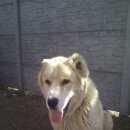 Подробнее об объявлении «Пропала собака кобель Симферополь» Фото: пропала собака Среднеазиатская овчарка «Пропала собака кобель Симферополь» в г. Симферополь