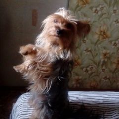 Подробнее об объявлении «Пропала собака помогитевернуть домой. Екатеринбург» Фото: пропала собака Йоркширский терьер «Пропала собака помогитевернуть домой. Екатеринбург» в г. Екатеринбург