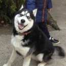 Подробнее об объявлении «Анапа Пропала собака кобель» Фото: пропала собака Сибирская хаски «Анапа Пропала собака кобель» в г. Анапа