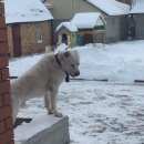 Подробнее об объявлении «Тюмень Пропала собака кобель алабай» Фото: пропала собака  «Тюмень Пропала собака кобель алабай» в г. Тюмень