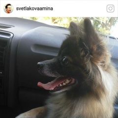 Подробнее об объявлении «Подольск Пропала собака» Фото: пропала собака Немецкий шпиц «Подольск Пропала собака» в г. Подольск