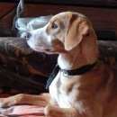 Подробнее об объявлении «Хабаровск Пропала собака кобель» Фото: пропала собака Пойнтер «Хабаровск Пропала собака кобель» в г. Хабаровск