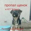 Подробнее об объявлении «Пропала собака овчарка Краснодар» Фото: пропала собака Немецкая овчарка «Пропала собака овчарка Краснодар» в г. Краснодар