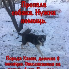Подробнее об объявлении «Энгельс Пропала собака» Фото: пропала собака Сибирская хаски «Энгельс Пропала собака» в г. Энгельс