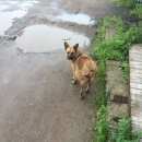 Подробнее об объявлении «Санкт-Петербург Пропала собака» Фото: пропала собака  «Санкт-Петербург Пропала собака» в г. Санкт-Петербург