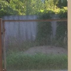 Подробнее об объявлении «Пропала собака кобель Санкт-Петербург» Фото: пропала собака Кане-корсо «Пропала собака кобель Санкт-Петербург» в г. Санкт-Петербург