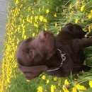 Подробнее об объявлении «Пропала собака Ангарск» Фото: пропала собака Лабрадор ретривер «Пропала собака Ангарск» в г. Ангарск