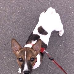 Подробнее об объявлении «Пропала собака джек-рассел Санкт-Петербург» Фото: пропала собака Джек рассел терьер «Пропала собака джек-рассел Санкт-Петербург» в г. Санкт-Петербург