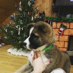 Подробнее об объявлении «Пропала собака кобель Самара» Фото: пропала собака Акита-ину «Пропала собака кобель Самара» в г. Самара