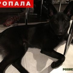 Подробнее об объявлении «Санкт-Петербург Пропала собака кобель м.озерки джек - метис» Фото: пропала собака  «Санкт-Петербург Пропала собака кобель м.озерки...» в г. Санкт-Петербург
