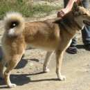 Подробнее об объявлении «Пропала собака кобель лайка мальчик рыжий зовут рэй  Нижний Новгород» Фото: пропала собака  «Пропала собака кобель лайка мальчик рыжий зовут...» в г. Нижний Новгород