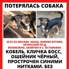 Подробнее об объявлении «Москва Пропала собака кобель» Фото: пропала собака  «Москва Пропала собака кобель» в г. Москва